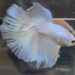 betta708