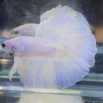 betta706