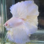 betta705
