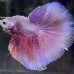 betta704