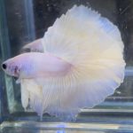 betta706