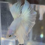 betta708