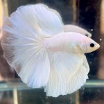betta709