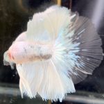 betta712