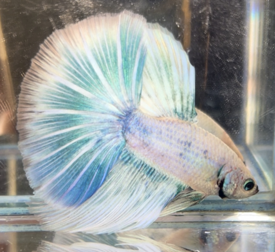betta711