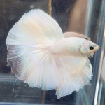 betta709
