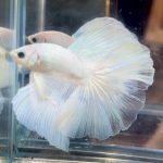 betta709
