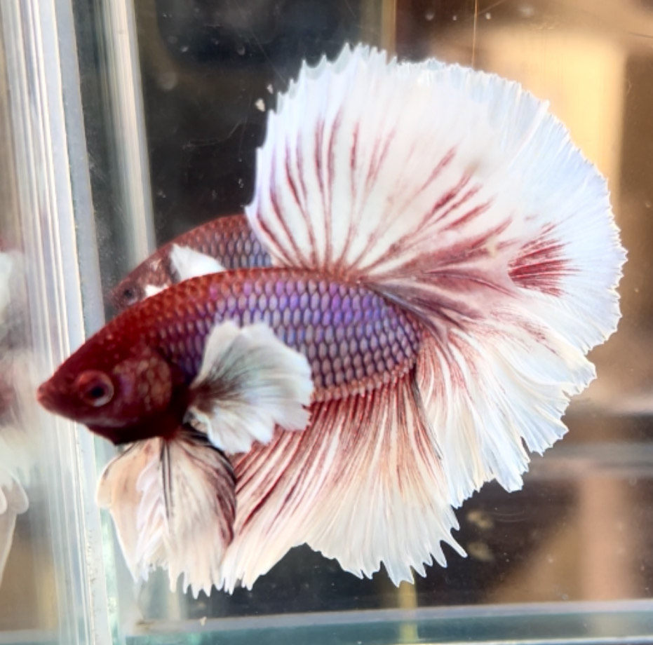 betta713