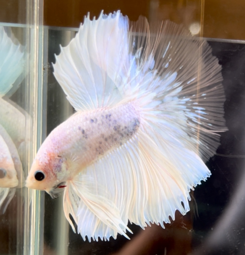 betta712