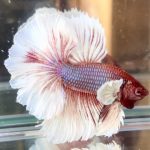 betta713