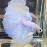 betta710