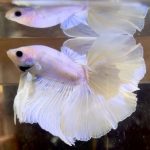 betta710