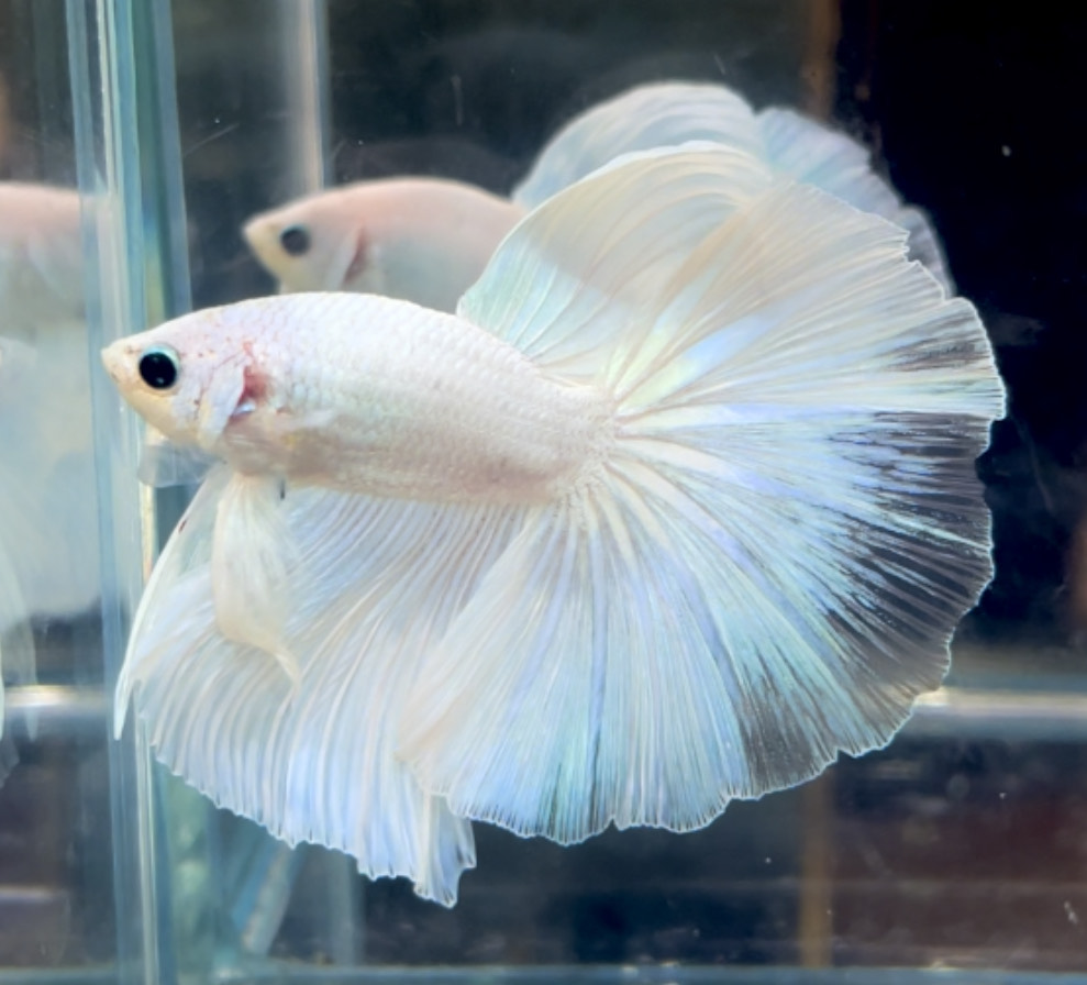 betta709