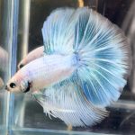 betta711