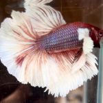 betta713