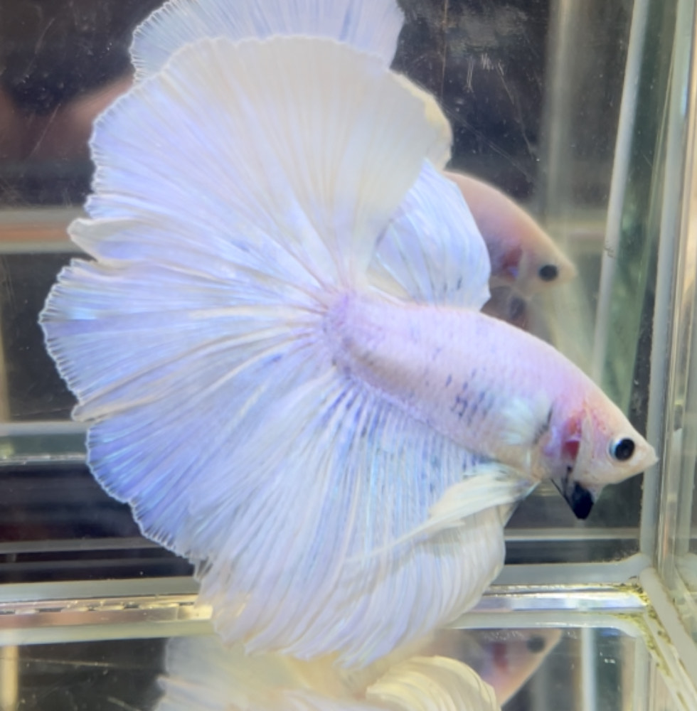 betta710