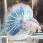 betta711