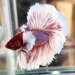 betta713