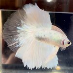 betta712