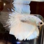 betta712