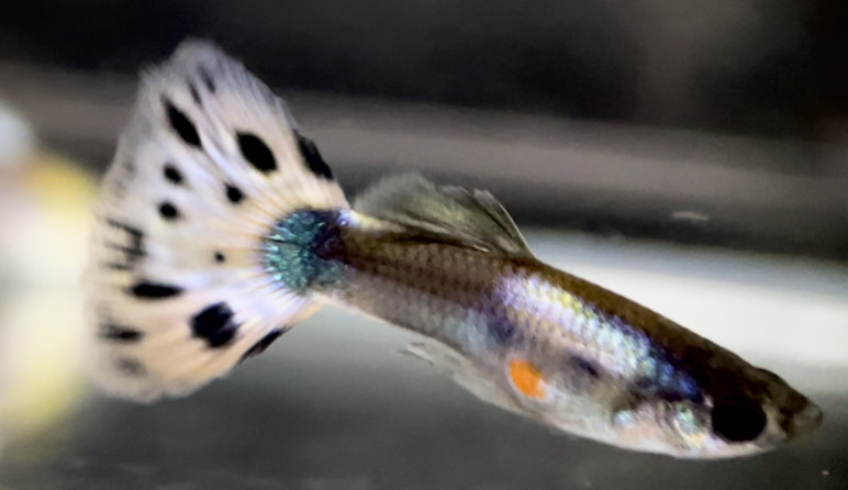 betta720