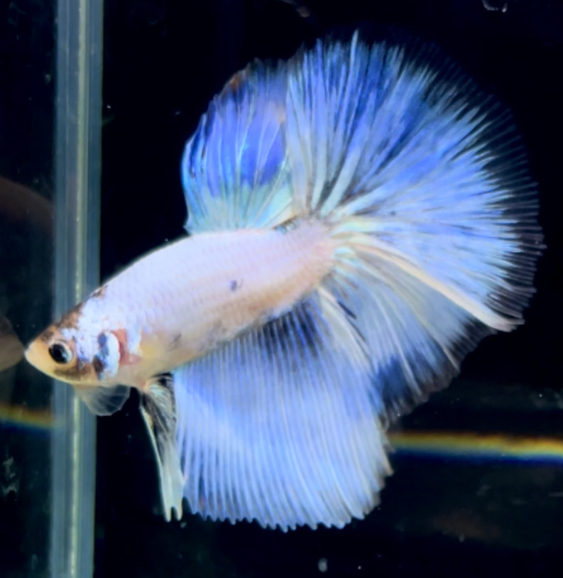 betta716