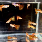 betta721