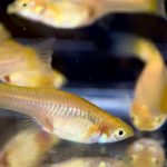 betta718