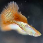 betta721