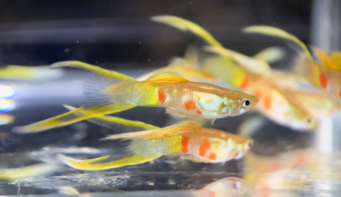 betta717