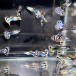 betta720