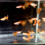 betta721