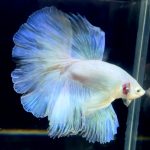 betta715