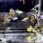 betta719