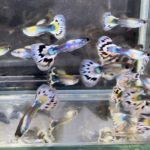 betta720