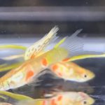 betta717