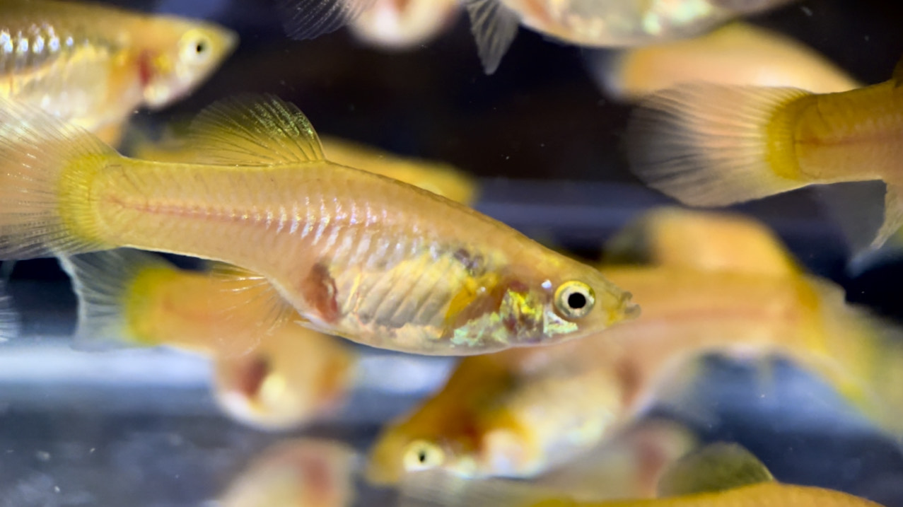 betta718