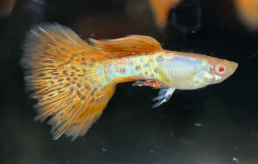 betta721
