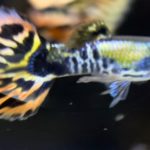 betta719