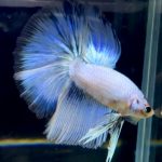 betta716