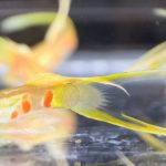 betta717