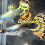 betta719