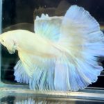 betta715