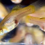 betta718