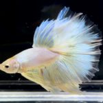 betta714