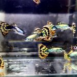 betta719