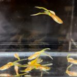 betta717