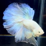 betta715