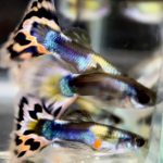 betta720