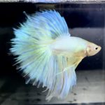 betta714